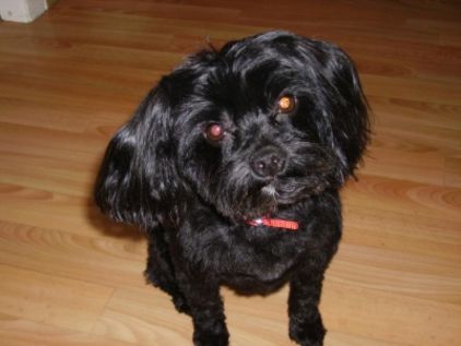 Photo de Fanfan, Yorkshire terrier crois� Caniche
