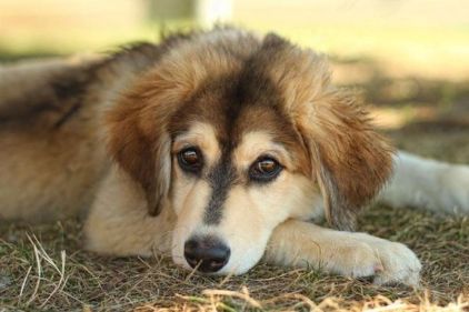 Photo de Karo, Cocker anglais crois� Husky