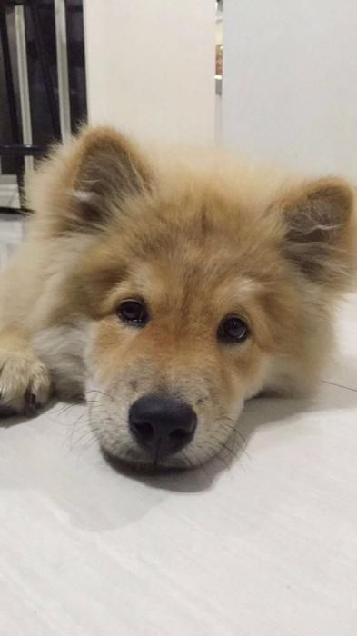Photo de Titou, Spitz nain crois� Chow-chow