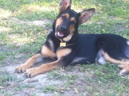 Photo de Joy , Beauceron crois� Rottweiler