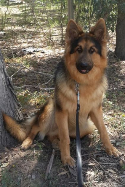 Photo de Oscar, Berger Allemand pure race