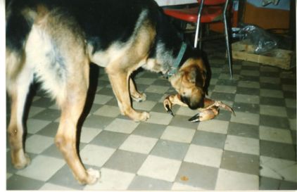Photo de Remo, Berger Allemand crois� Terre-neuve