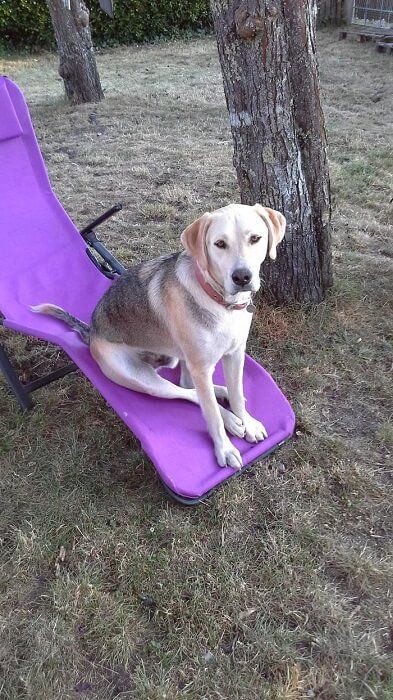 Photo de Loulou, corniaud Beagle Husky