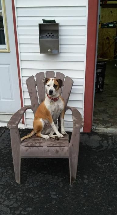 Photo de Ka�ly, Boxer crois� Beagle