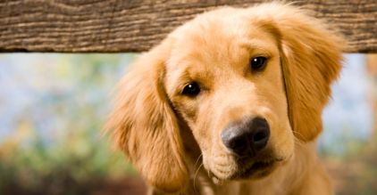 Photo d'Haby, Epagneul breton crois� Labrador Retriever