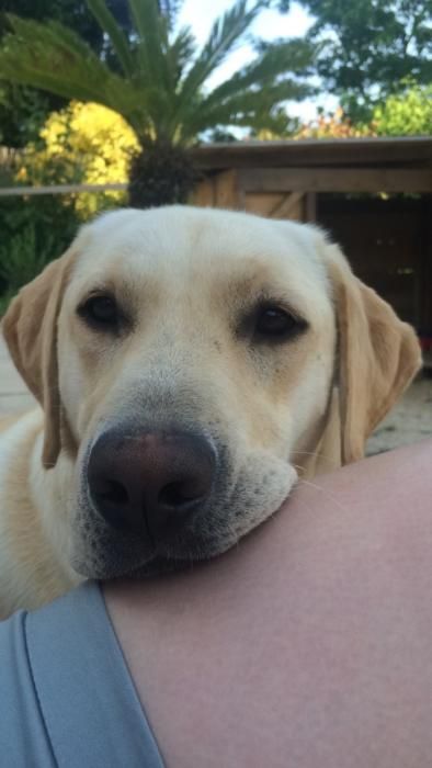 Photo de Joker, Labrador Retriever pure race