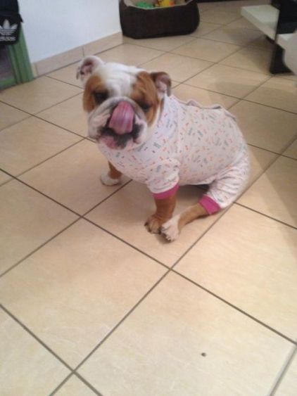 Photo de Historia, Bulldog Anglais pure race