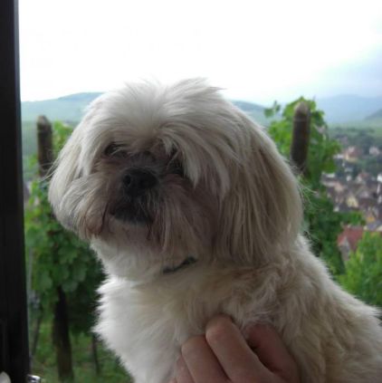 Photo de Canelle, Shih Tzu pure race