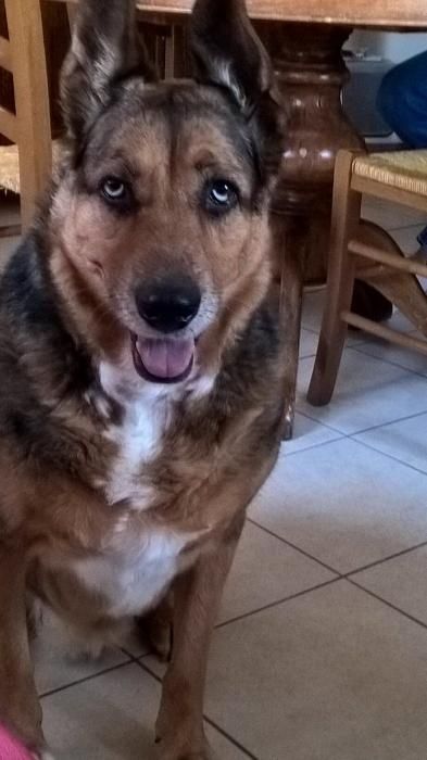 Photo de phoebus, Berger australien crois� Berger Allemand