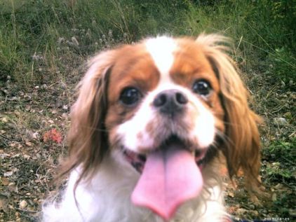 Photo de ROUKY, Cavalier King Charles pure race