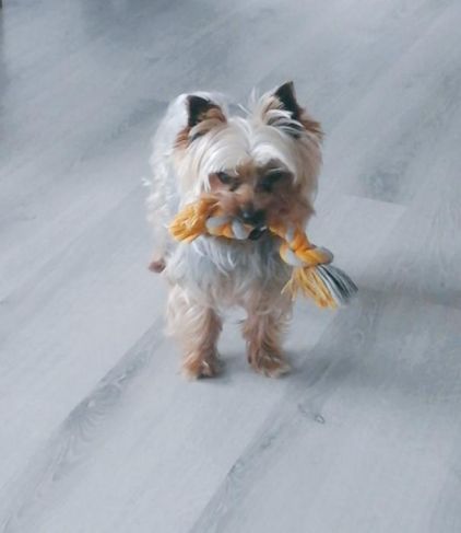 Photo de Hawa�, Yorkshire terrier pure race