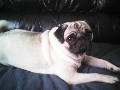 Photo de Muffin, Carlin pure race
