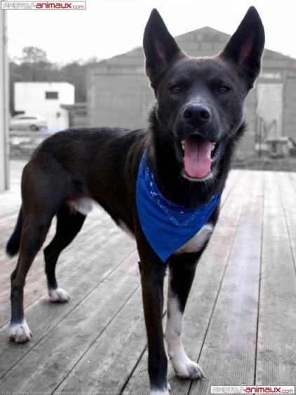 Photo de Skunk, Husky crois� Berger Belge Malinois