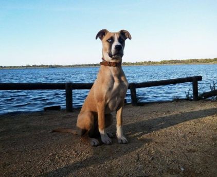 Photo de Skel'Onn, Husky crois�