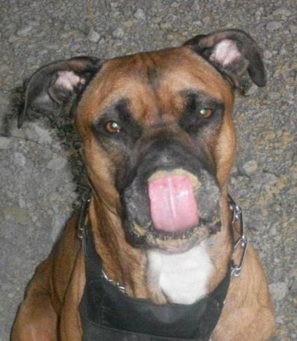 Photo de Brax, Boxer crois� American Staffordshire terrier