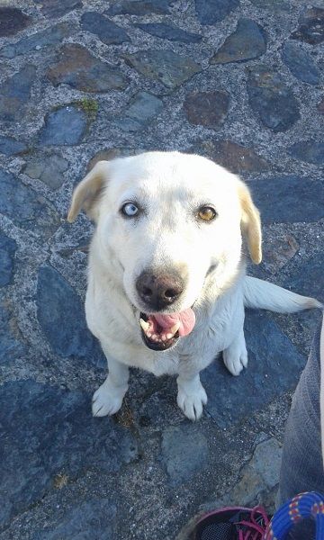 Photo de Lola, Husky crois� Labrador Retriever