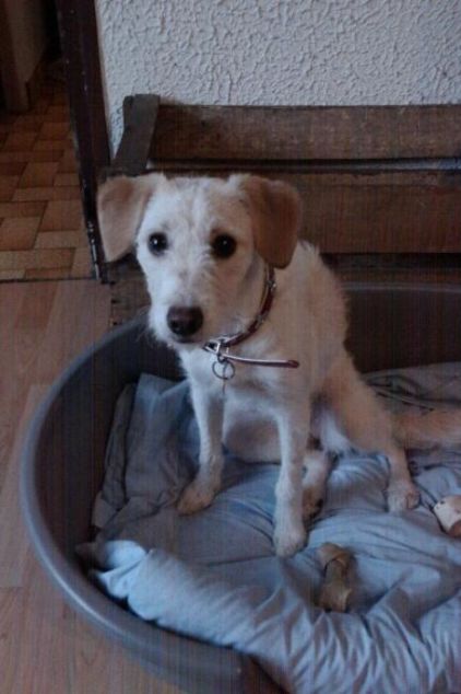 Photo de Roxane, Epagneul breton crois�