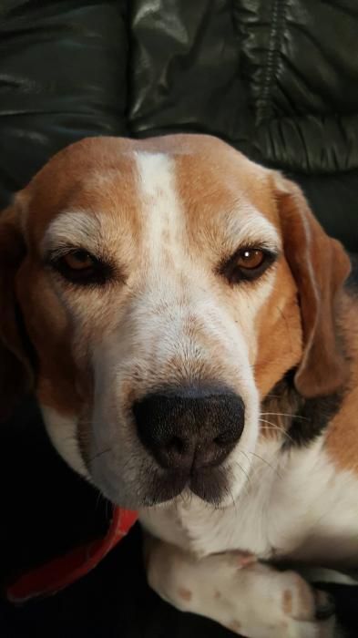 Photo de Easy, Beagle pure race