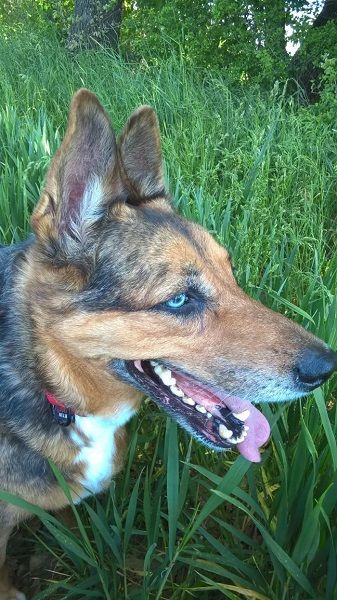 Photo de Phoebus, Berger australien crois� Berger Allemand