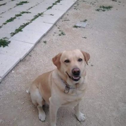 Photo de Beethoven, Labrador Retriever pure race