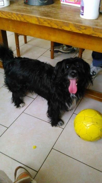 Photo de Boby, Griffon crois� Bichon