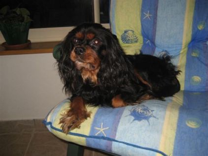 Photo de Fly, Cavalier King Charles pure race