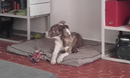 Photo de Mystique, American Staffordshire terrier crois� L�vrier