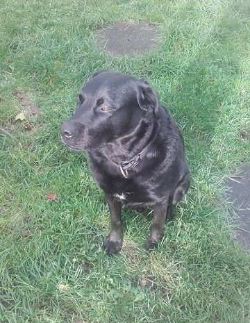 Photo de Fly, Labrador Retriever crois� Beauceron