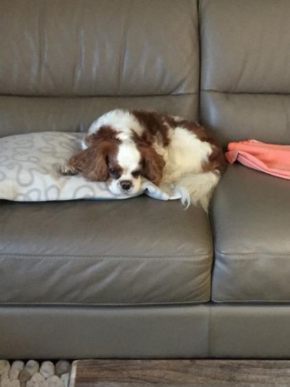 Photo de Fidji, Cavalier King Charles pure race