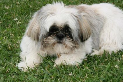 Photo de Max, Shih Tzu pure race