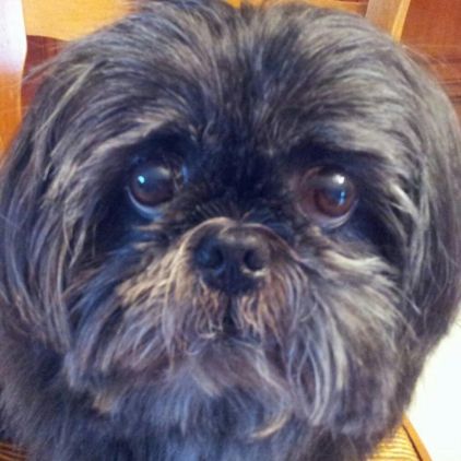 Photo de Scarlett, Shih Tzu pure race