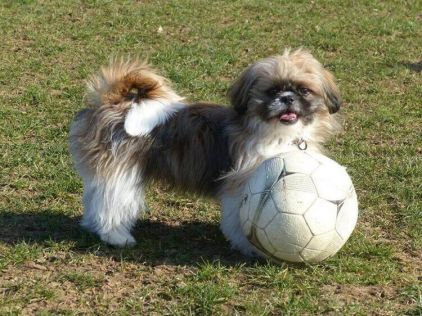 Photo de Looping, Shih Tzu pure race