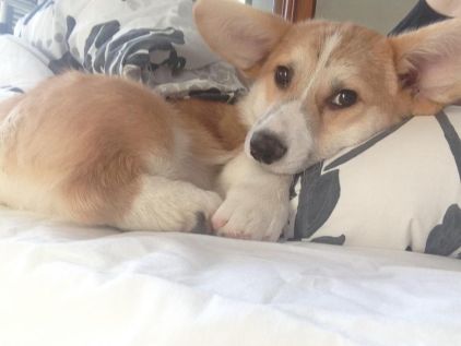 Photo de Maurice, Welsh Corgi Pembroke pure race