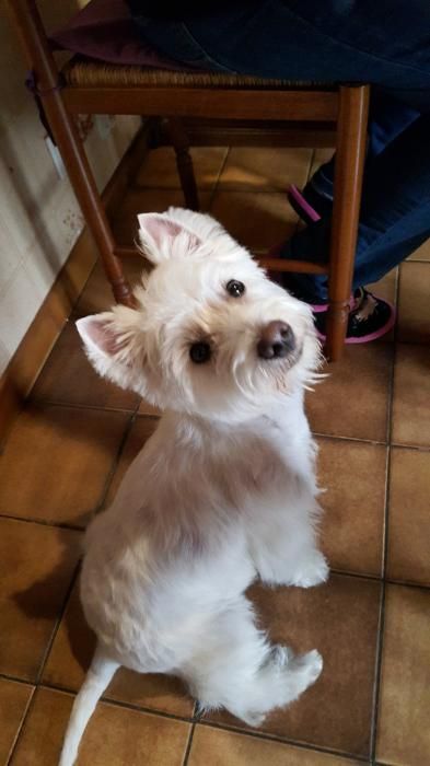 Photo de Louky, West Highland White Terrier pure race