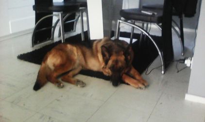 Photo de Eden, Berger Allemand pure race