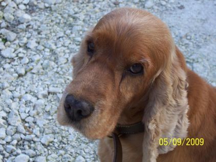 Photo de Da�lama, Cocker anglais pure race