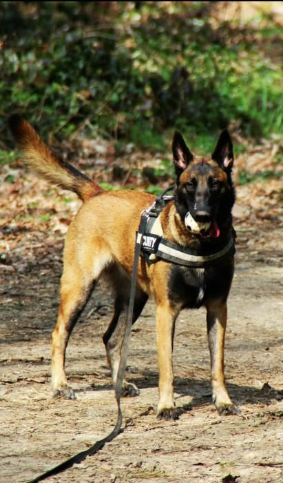Photo de Kaya, Berger Belge Malinois pure race