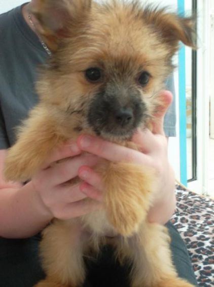 Photo de Phoebe, Griffon crois� Spitz nain