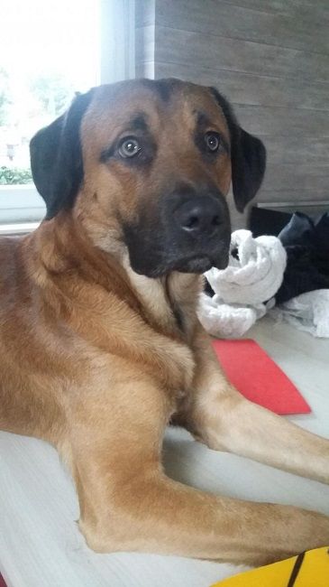 Photo d'Yako, Berger Belge Malinois crois� Labrador Retriever