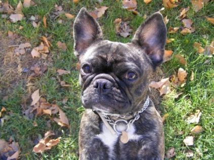 Photo de Cookie, Bouledogue fran�ais crois� Carlin