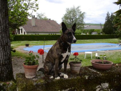 Photo de Sam, Berger hollandais crois� Staffordshire Bull Terrier