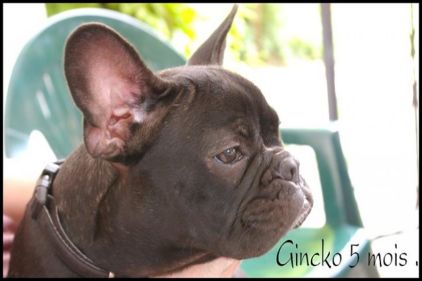 Photo de Gincko, Bouledogue fran�ais pure race