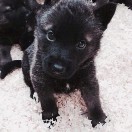 Photo de Hayko, Akita crois� Berger Allemand