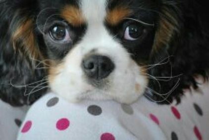 Photo de haby, Cavalier King Charles pure race