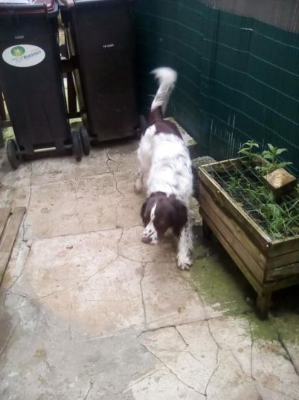 Photo de Dakota, Springer anglais pure race