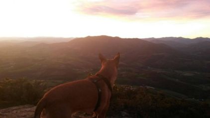 Photo de falcko, Berger Belge Malinois crois�