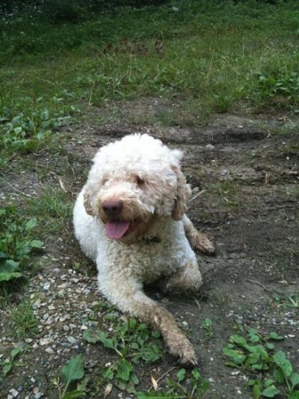 Photo de follio, Chien d'eau romagnol pure race