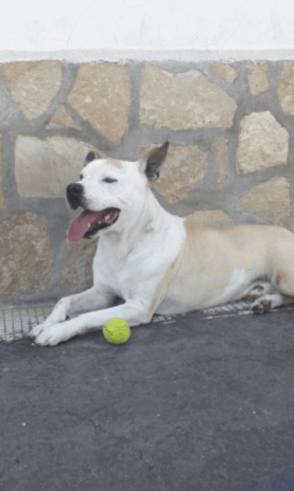 Photo de perrier, Staffordshire Bull Terrier crois�