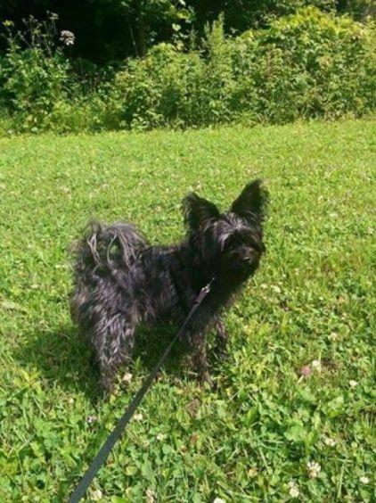 Photo de Maggie, Yorkshire terrier crois� Schnauzer