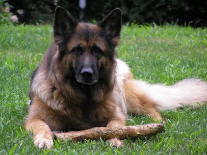 Photo de Pupa, Berger Allemand pure race